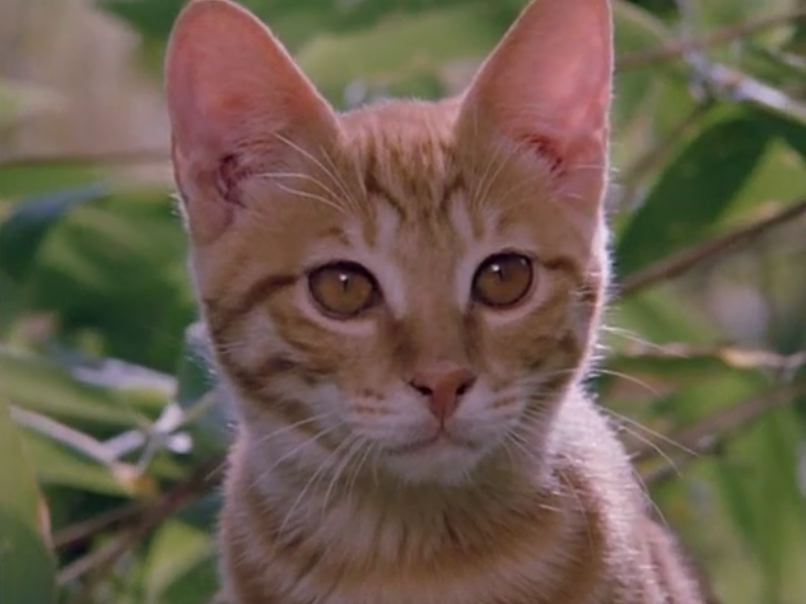 仲條正義「IS IT MOUNTAIN CAT OR MOUNTAIN DOG」 CAT OF THE