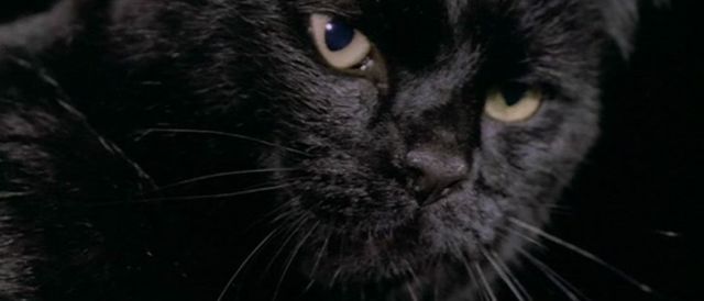 blackcatfulci02