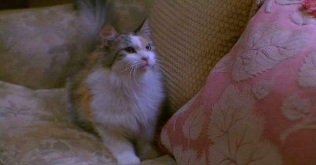 whileyouweresleeping01