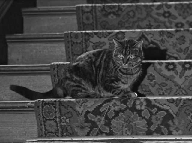 Spot the tether holding the cat in place on the stairs!